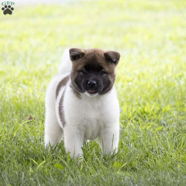 Kelly, Akita Puppy