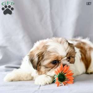 Lucy, Shih Tzu Puppy