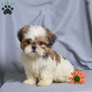 Lily, Shih Tzu Puppy