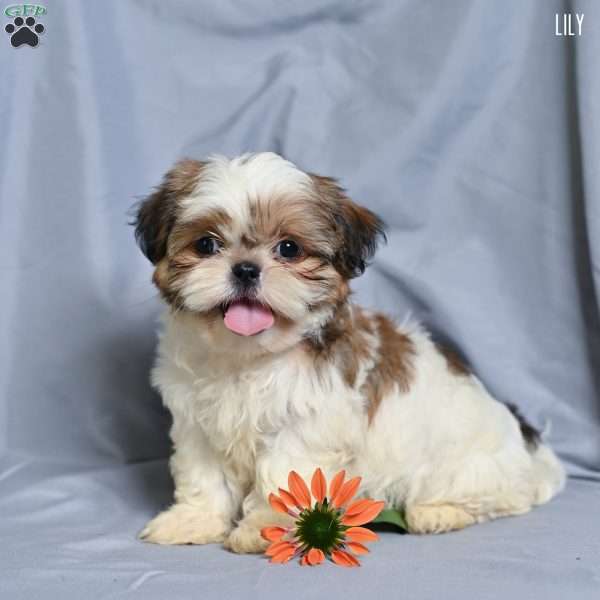 Lily, Shih Tzu Puppy