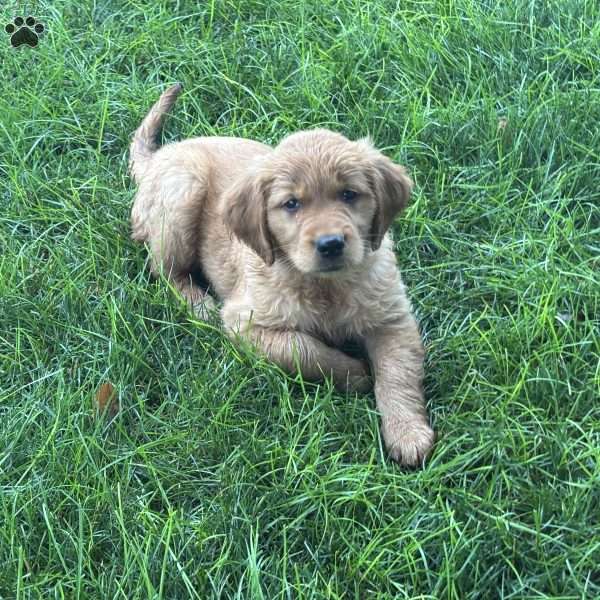 Rosy, Golden Retriever Puppy