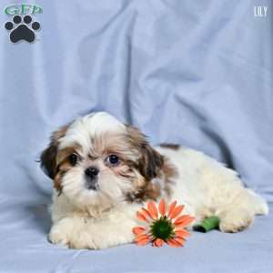 Lily, Shih Tzu Puppy