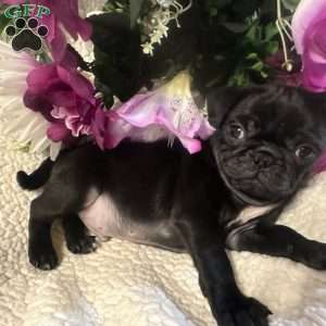 Jinx, Pug Puppy