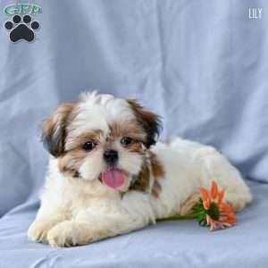 Lily, Shih Tzu Puppy
