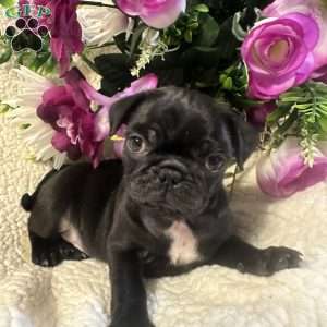 Jinx, Pug Puppy