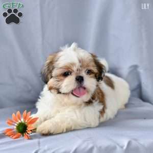 Lily, Shih Tzu Puppy