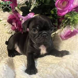 Jinx, Pug Puppy