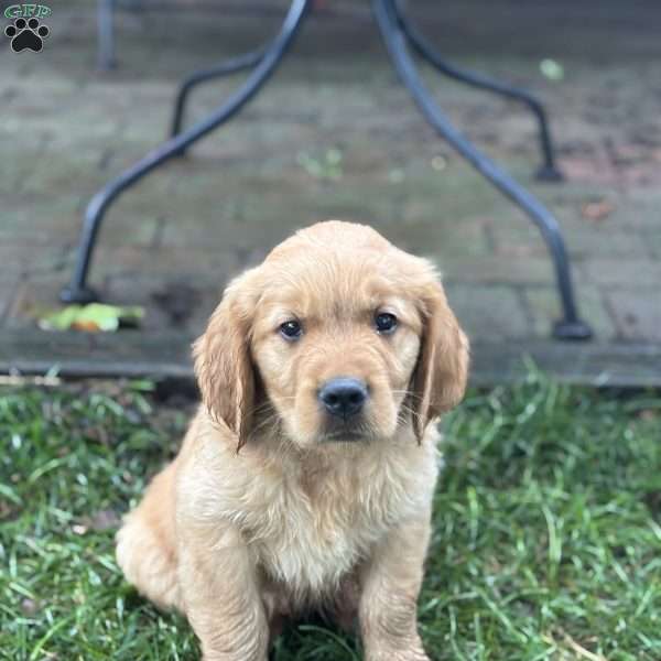 Rover, Golden Retriever Puppy