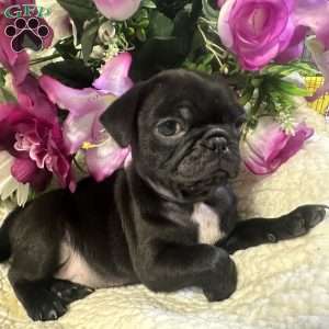 Jinx, Pug Puppy