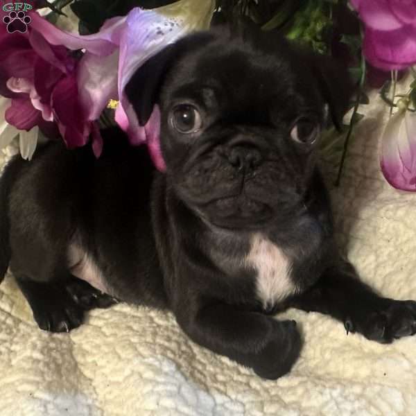 Jinx, Pug Puppy