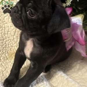 Jinx, Pug Puppy