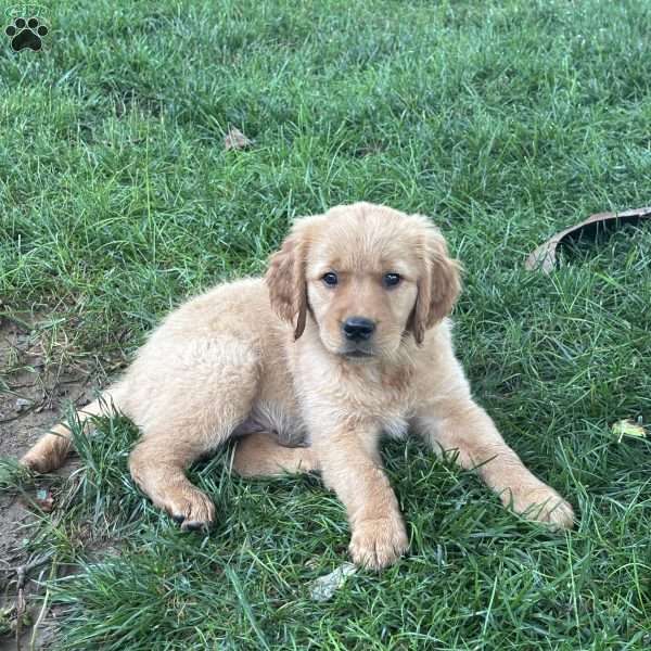 Honey, Golden Retriever Puppy