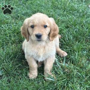Tiny, Golden Retriever Puppy