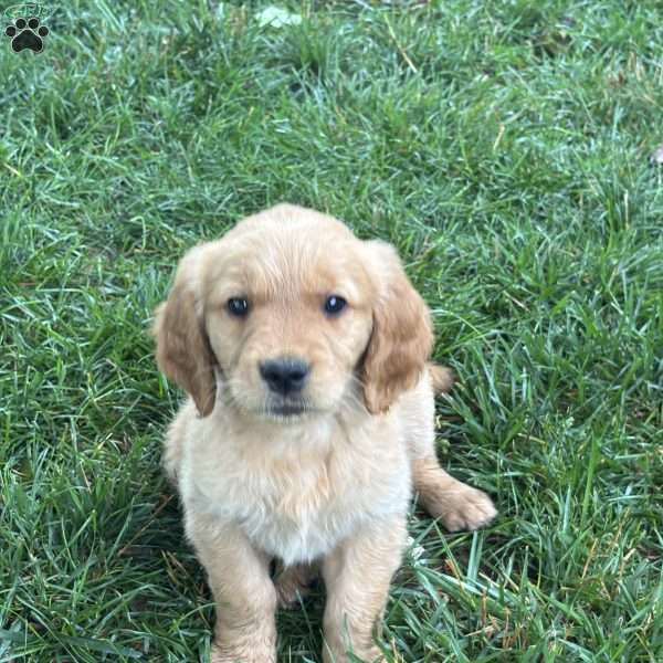 Tiny, Golden Retriever Puppy