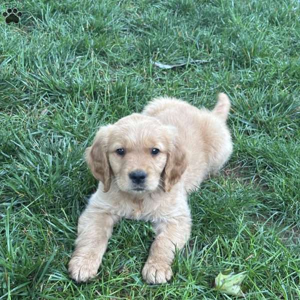 Tiny, Golden Retriever Puppy