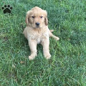 Daphne, Golden Retriever Puppy