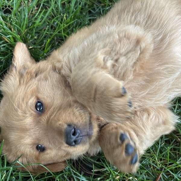Daphne, Golden Retriever Puppy