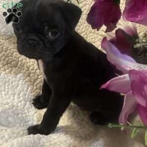 Jinx, Pug Puppy