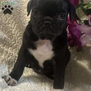Jazlyn, Pug Puppy