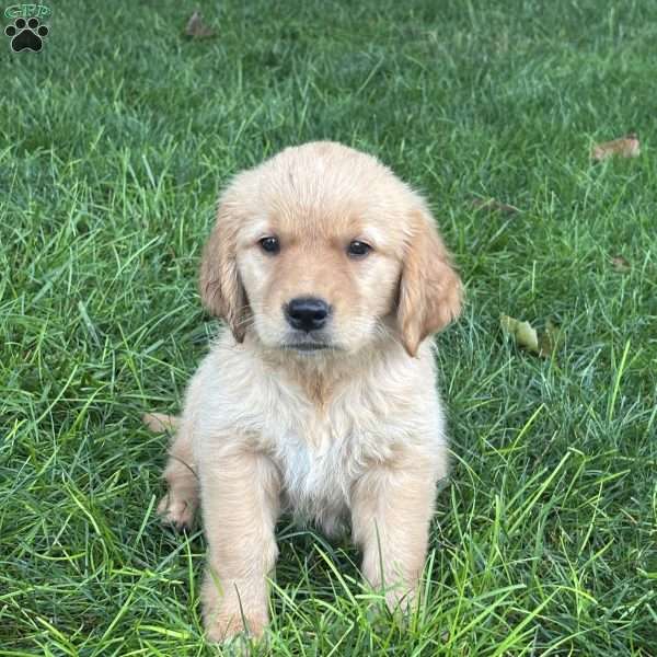 Daisy, Golden Retriever Puppy