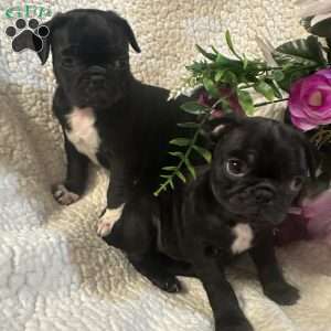 Jinx, Pug Puppy