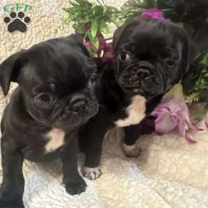 Jazlyn, Pug Puppy