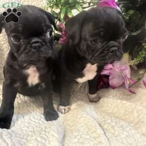 Jazlyn, Pug Puppy