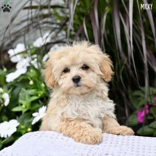 Micky, Maltipoo Puppy