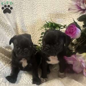 Jinx, Pug Puppy