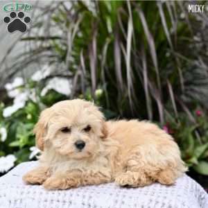 Micky, Maltipoo Puppy