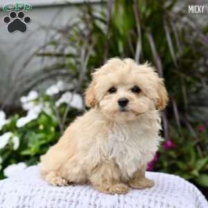 Micky, Maltipoo Puppy