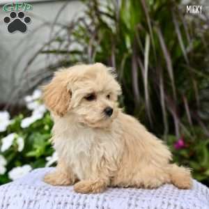 Micky, Maltipoo Puppy