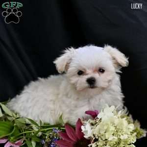 Lucky, Maltipoo Puppy