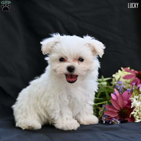 Lucky, Maltipoo Puppy