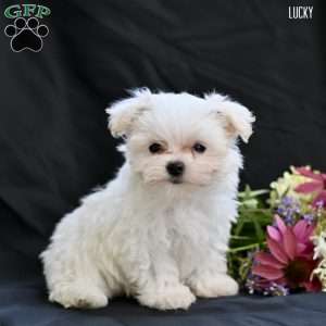 Lucky, Maltipoo Puppy