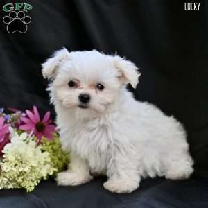 Lucky, Maltipoo Puppy