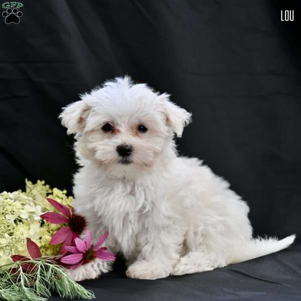 Lou, Maltipoo Puppy