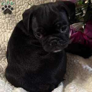Jax, Pug Puppy