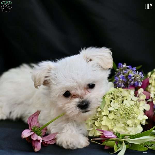 Lily, Maltipoo Puppy