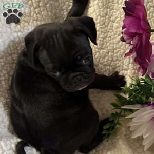 Jax, Pug Puppy