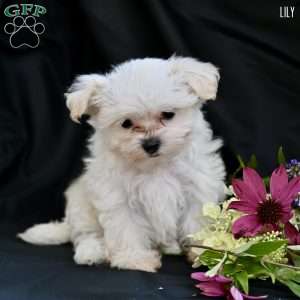 Lily, Maltipoo Puppy