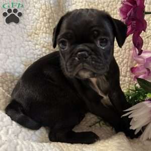 Jax, Pug Puppy
