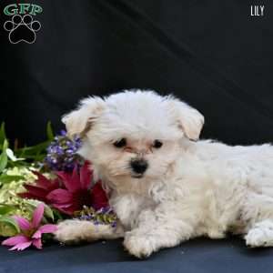 Lily, Maltipoo Puppy