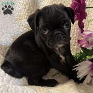 Jax, Pug Puppy