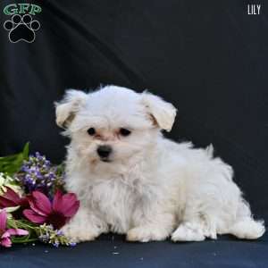 Lily, Maltipoo Puppy