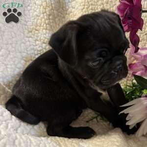 Jax, Pug Puppy