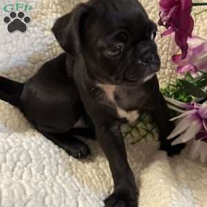 Jax, Pug Puppy