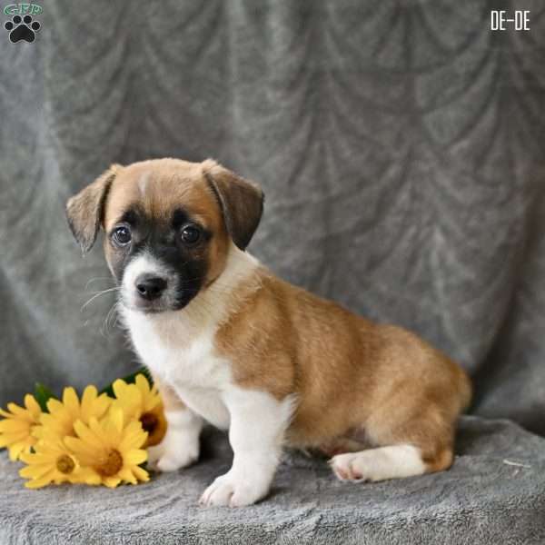 De-De, Jug Puppy