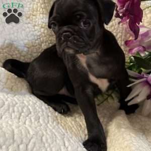 Jax, Pug Puppy