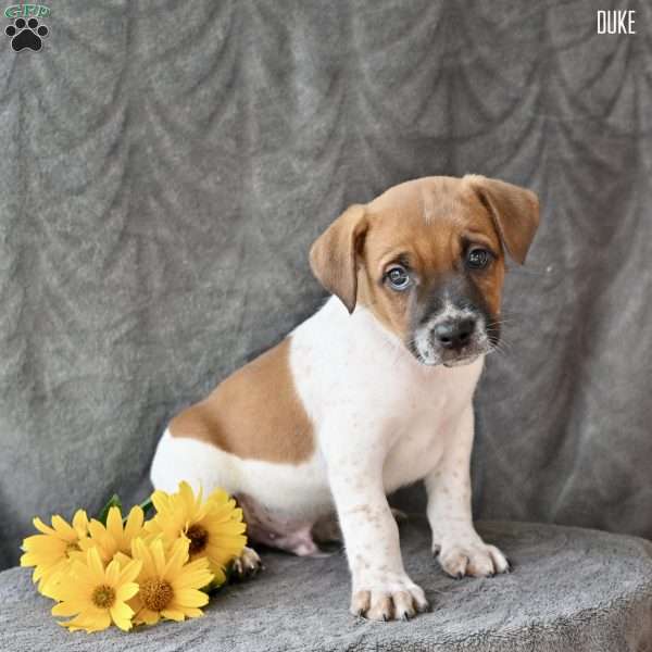 Duke, Jug Puppy